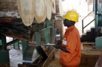 Camwood Corporation to invest 16 billion FCFA in wood processing in Cameroon 